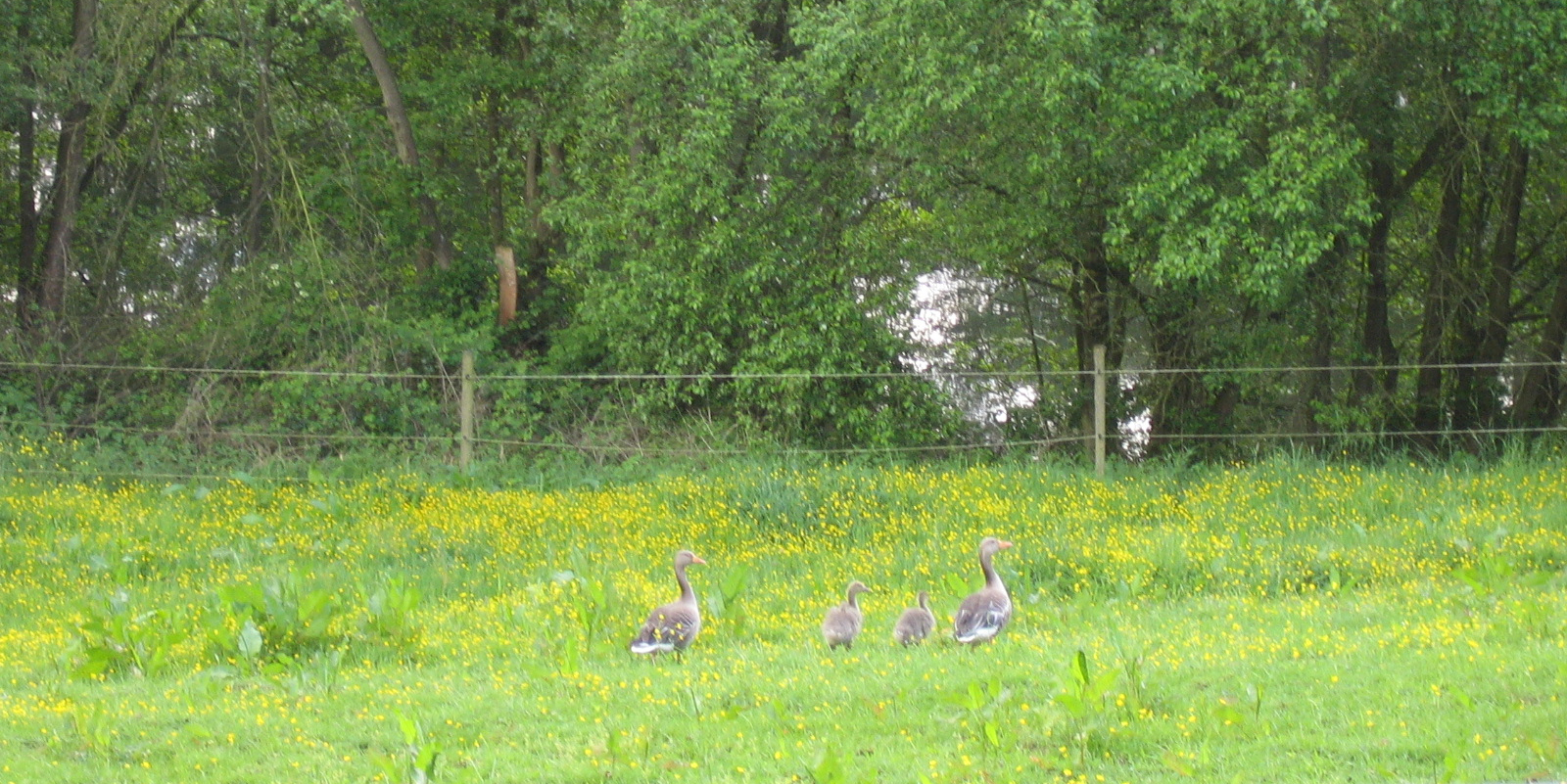 Gänse