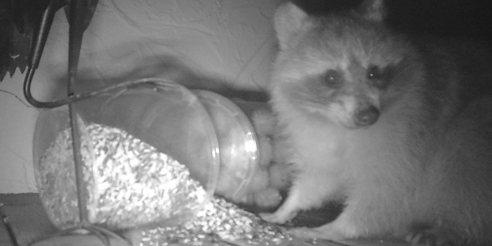 Waschbär