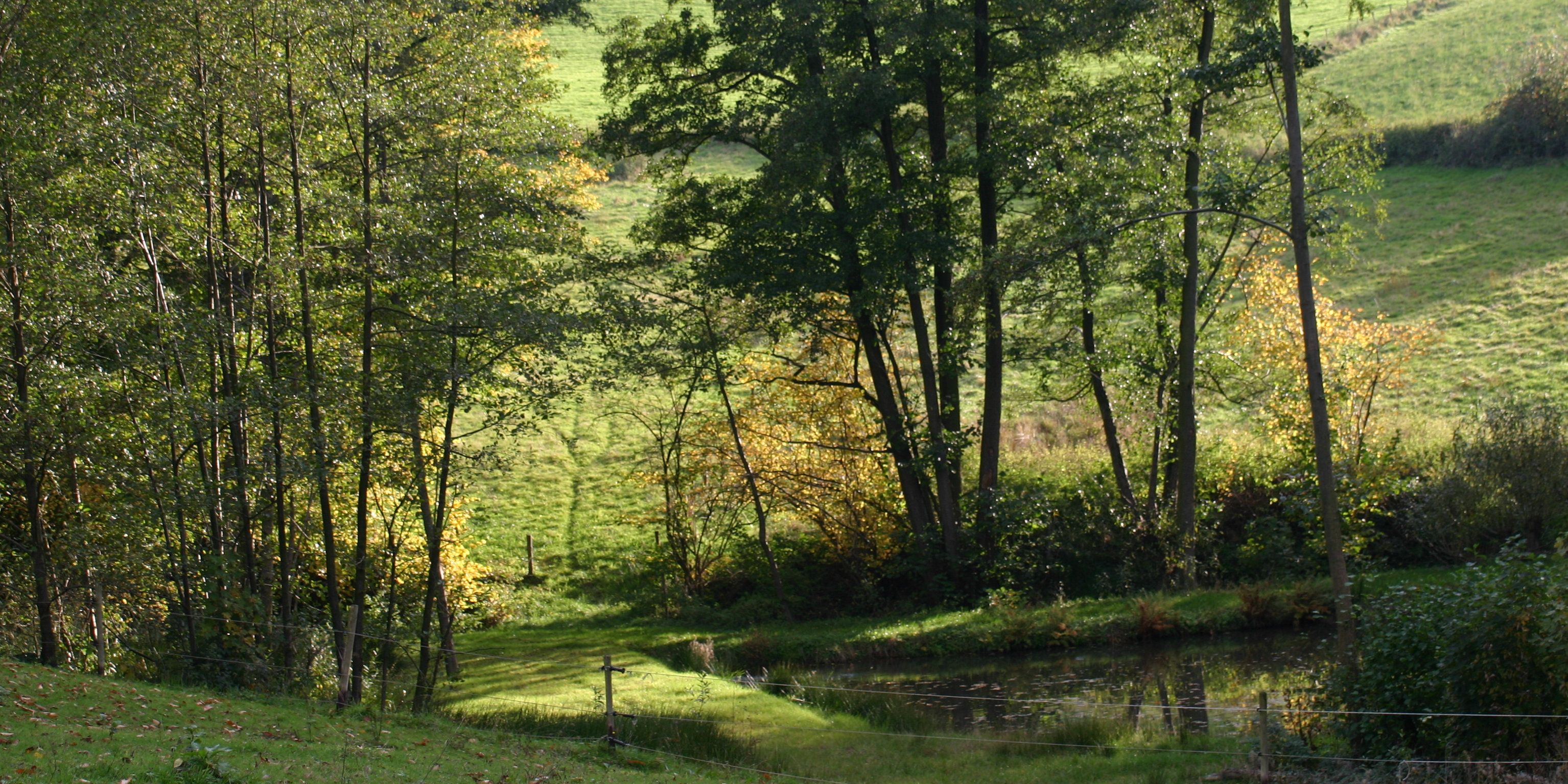 Theishohn – Wiesen